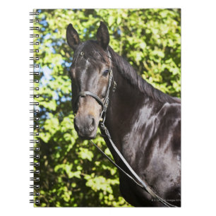 Carnet portrait du cheval brun 2
