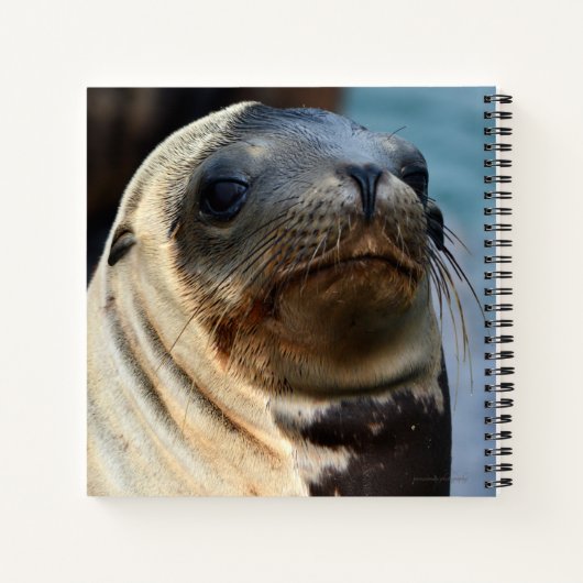 Carnet Portrait du lion de mer (Dos)