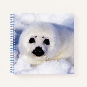 Carnet Portrait d'un bébé phoque de la banquise
