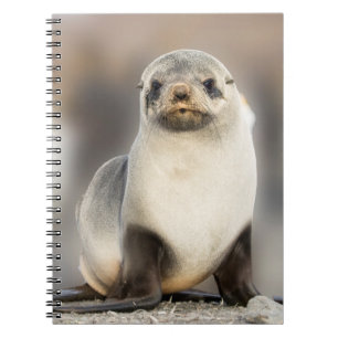 Carnet Portrait d'un bébé phoque sur la plage