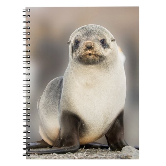 Carnet Portrait d'un bébé phoque sur la plage (Devant)