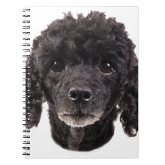 Carnet Portrait d'un caniche noir