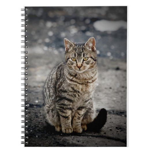 Carnet Portrait d'un chat (Devant)