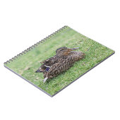 Carnet Portrait d'un colvert féminin (Côté gauche)