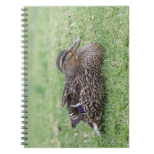 Carnet Portrait d'un colvert féminin