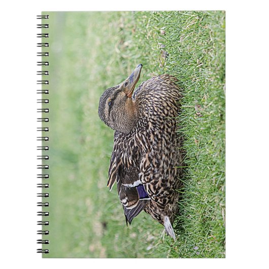 Carnet Portrait d'un colvert féminin (Devant)