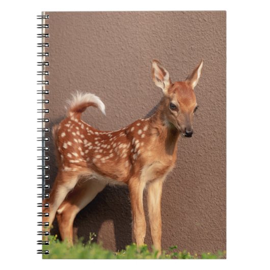 Carnet Portrait d'un faon (cerf de Virginie) (Devant)