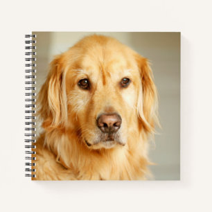 Carnet Portrait Golden Retriever