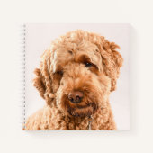 Carnet Portrait Goldendoodle Studio (Devant)