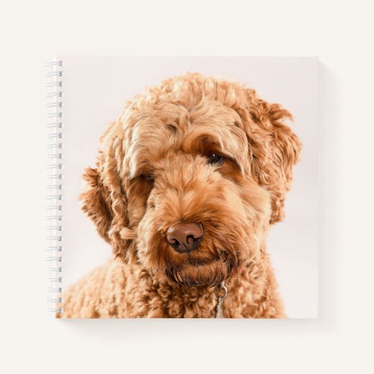 Carnet Portrait Goldendoodle Studio (Devant)