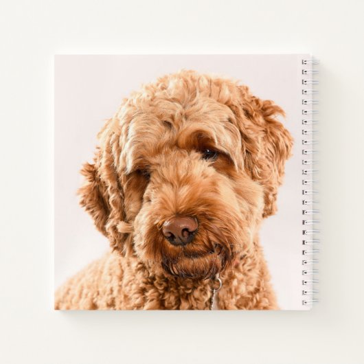 Carnet Portrait Goldendoodle Studio (Dos)