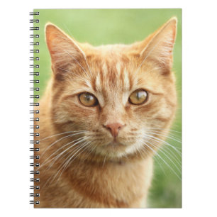 Carnet Portrait orange mignon de chat