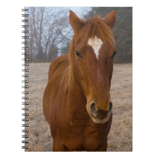 Carnet Pose de cheval (Devant)