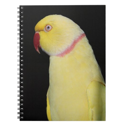 Carnet Pose de perruche de Ringneck d'Indien de Lutino (Devant)