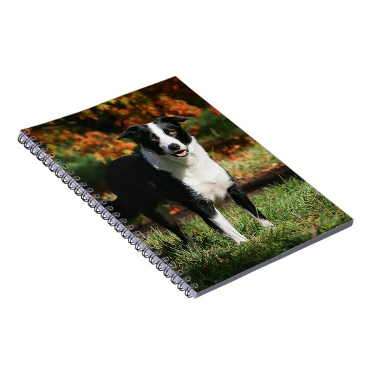 Carnet Position d'automne de border collie (Côté Droit)