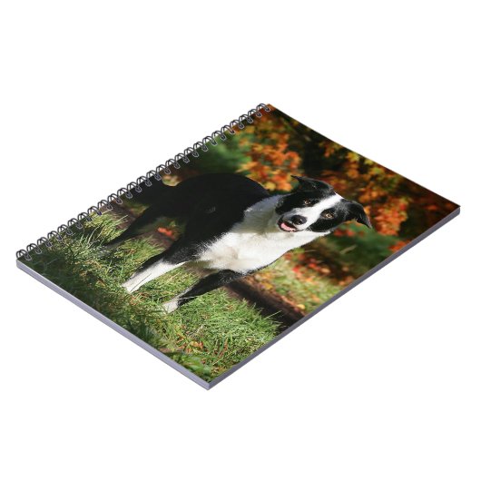 Carnet Position d'automne de border collie (Côté gauche)