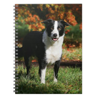 Position d'automne de border collie