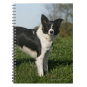 Carnet Position de border collie (Devant)
