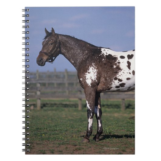Carnet Position de cheval d'Appaloosa (Devant)
