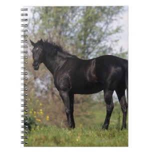 Carnet Position de cheval de pur sang