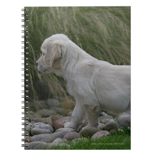 Carnet Position de chiot de golden retriever (Devant)