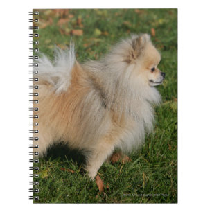Carnet Position de Pomeranian