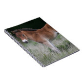 Carnet Position de poulain (Côté Droit)