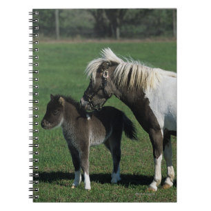 Carnet Position miniature de jument et de poulain