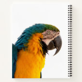 Carnet Post-it Notes perroquet (Dos)