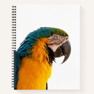 Carnet Post-it Notes perroquet