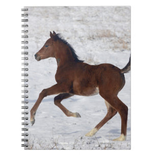 Carnet Poulain arabe dans la neige