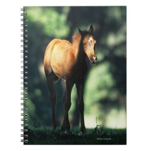 Carnet Poulain arabe dans les arbres