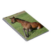 Carnet Poulain arabe se reposant (Côté Droit)