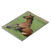 Carnet Poulain arabe se reposant (Côté gauche)