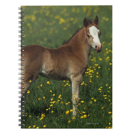 Carnet Poulain de Gallois (Devant)