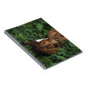 Carnet Poulain de pur sang se couchant (Côté Droit)