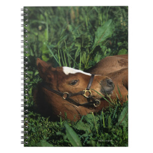 Carnet Poulain de pur sang se couchant