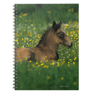 Carnet Poulain fixant en fleurs