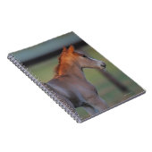 Carnet Poulain quart de cheval (Côté Droit)