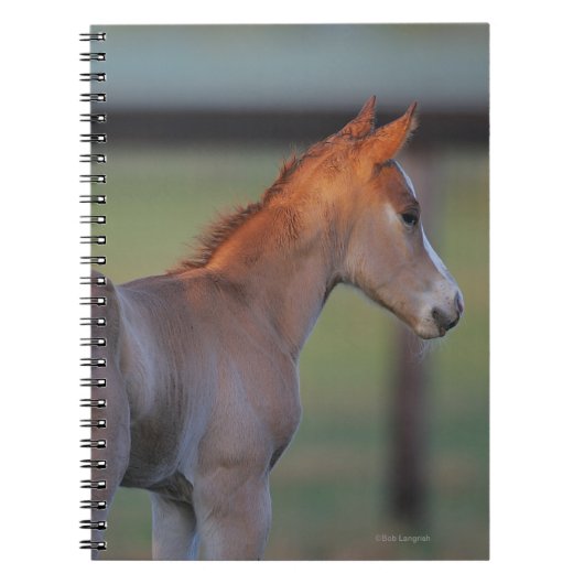 Carnet Poulain quart de cheval (Devant)