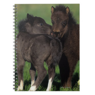 Carnet Poulains 1 de miniature