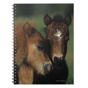 Carnet Poulains 2 de miniature