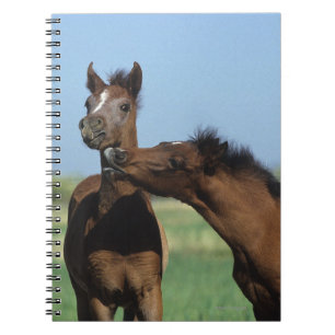 Carnet Poulains jouant 2