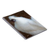 Carnet Poulet blanc de Silkie (Côté Droit)