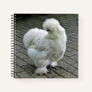 Carnet Poulet blanc Silkie Photo