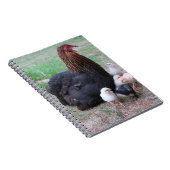 Carnet poulet, poussins, poulets, poussins, animal, oisea (Côté Droit)