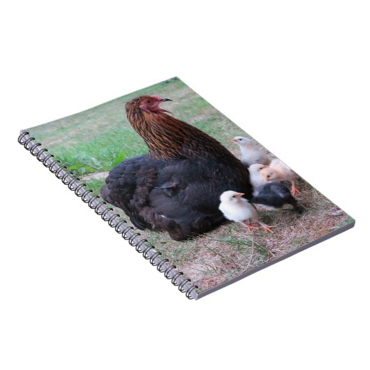 Carnet poulet, poussins, poulets, poussins, animal, oisea (Côté Droit)