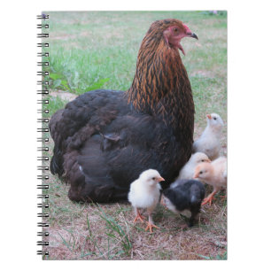 Carnet poulet, poussins, poulets, poussins, animal, oisea