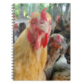 Carnet Poulets (Devant)