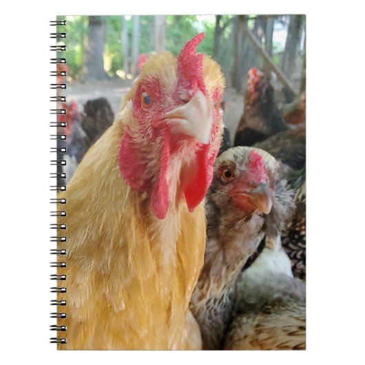 Carnet Poulets (Devant)